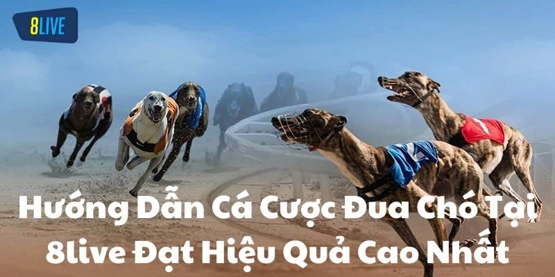 Giới thiệu về Cá cược đua chó